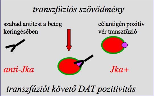 DAT pozitivitás