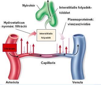 OEDEMAKÉPZŐDÉS - csökkent kolloidozmotikus nyomás a vérben - fokozott capillaris permeabilitás