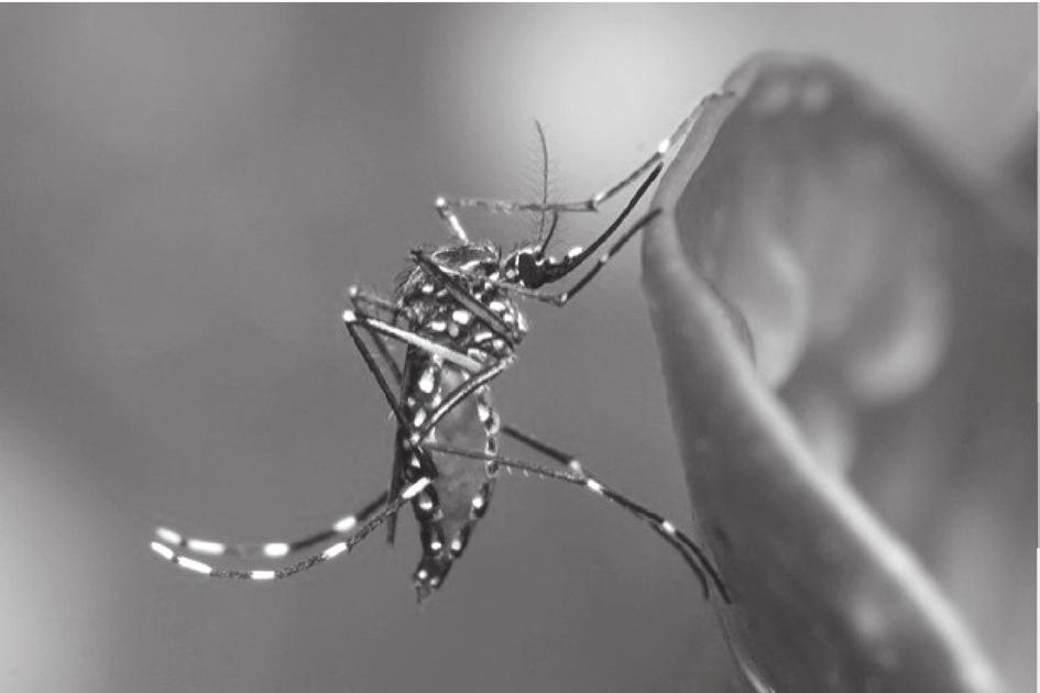 1. ábra. Aedes albopictus. Forrás: http://en.wikipedia.