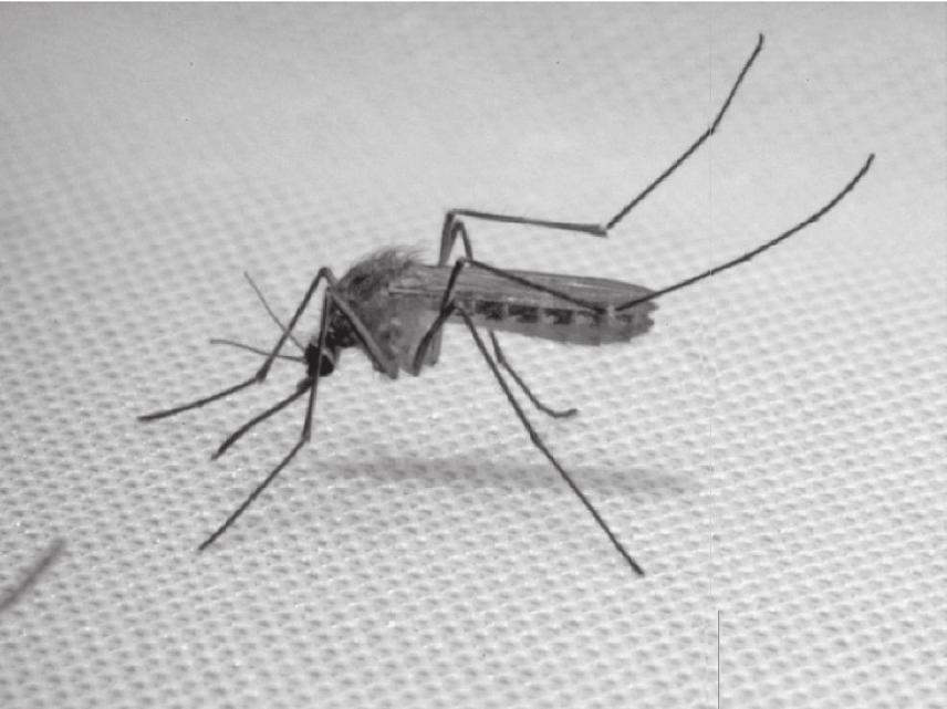 A Dirofilaria fonálférgek, a Nyugat-nílusi láz fő terjesztői Európában, bár terjesztő szerepük megosztott az Aedes nembeli szúnyogfajokkal.