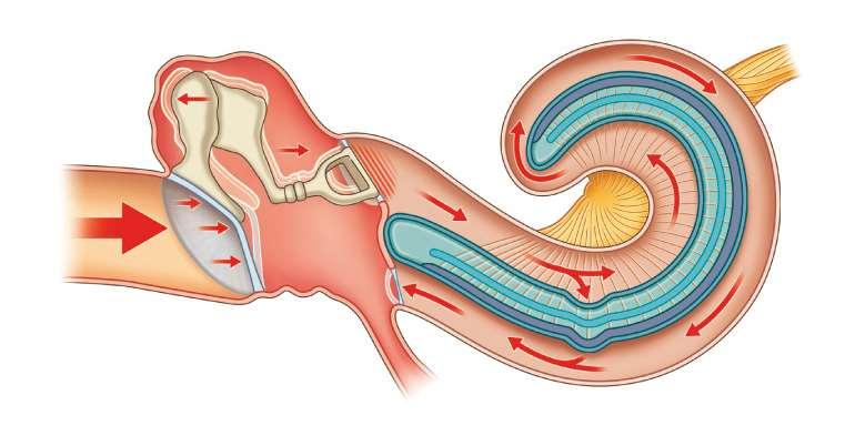 Külső hallójárat A hallás mechanizmusa dobüreg Scala vestibuli Nervus cochlearis Ductus cochlearis Membrana basilaris Scala thympani A hanghullámok a dobhártya és a hallócsontocskák közvetítésével