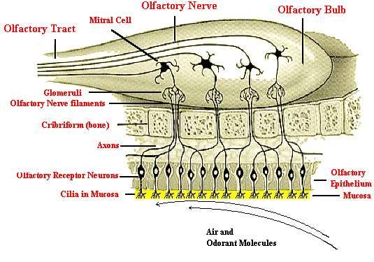Szaglószerv Szaglószerv (organum olfactorium) A receptorok egy speciális érzékhámban, a szaglóhámban helyezkednek el az orrüreg felső részén (regio olfactoria).