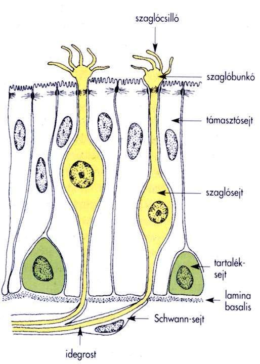 Sejttípusok: primer érzékhámsejtek támasztósejtek tartalék sejtek Sejttípusok Primer érzékhámsejtek: receptor molekulák a szaglócsilló membránban.