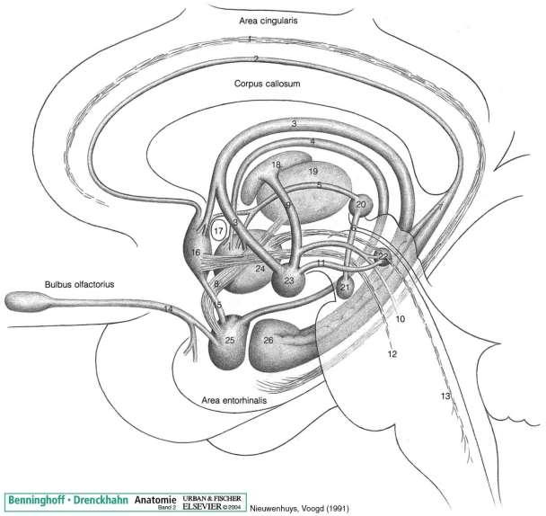 Szaglópálya és kapcsolata a limbikus rendszerrel Tractus olfactorius