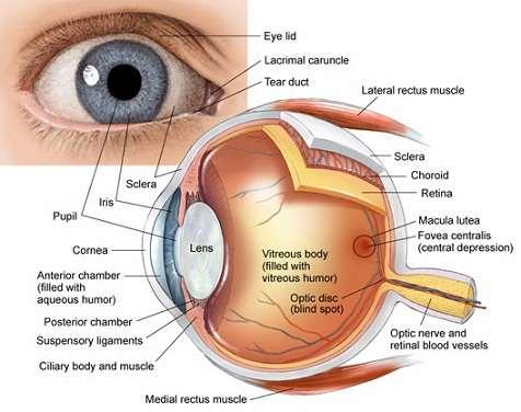 A fényérzékeny receptorokat tartalmazó szemgolyó (bulbus oculi) a csontos szemüregben.