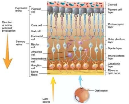 Retina Vertikális neuron rendszer