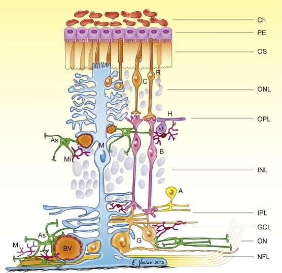 Retina rétegei Pigmenthám Fotoreceptorok rétege Külső határhártya Külső magvas réteg Külső szinaptikus