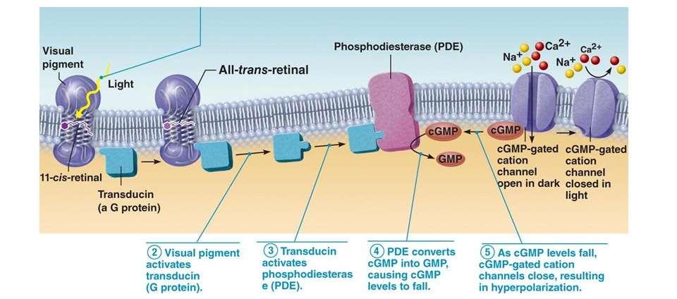 Megvilágítás hatására a retinal conformációváltozása az opsin fehérje alakváltozását idézi elő, ami egy G fehérjével kapcsolt kaszkádot indít el, ami