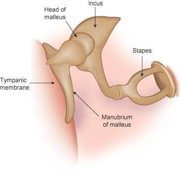 Dobhártya (membrana tympani) Tölcsér alakú hártya, a külső hallójárathoz képest ferdén áll.