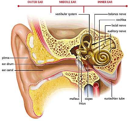 Belső fül (auris interna) Tartalmazza a hallás és egyensúlyozás receptorait. Alapja a csontos labyrintus, melyet perilympha folyadék tölt ki.