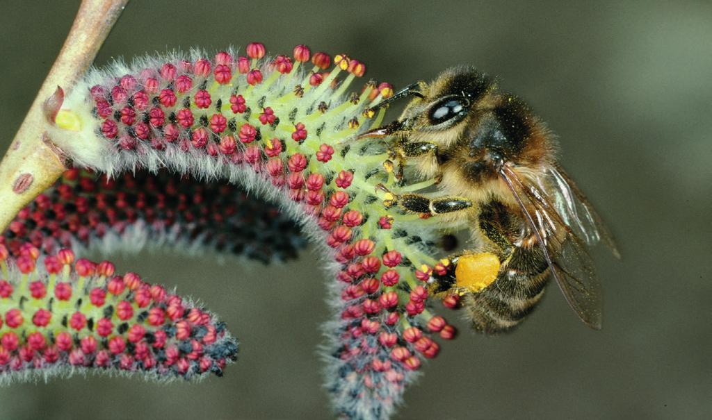 A házi méh egyike a nagyjából 75 közép-európai méhfajnak. A gyümölcstermesztésben az Osmia cornuta faliméh sokkal hatékonyabb beporzó szervezet, mint a házi méh.