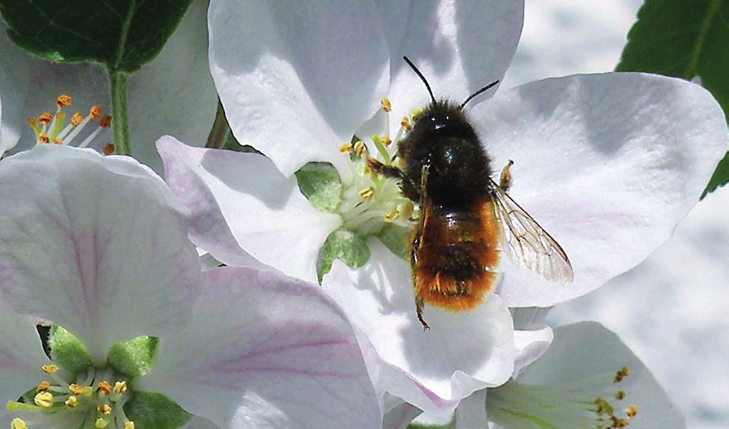 házi méhek és más, vadon élő viráglátogatók által nyújtott megporzási szolgáltatást [8].