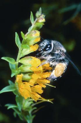 Több vadon élő méhfaj gyenge napsugárzás és alacsony hőmérséklet esetén is aktívan folytatja a gyűjtögetést.
