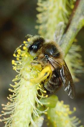Az olyan virágokat, amelyekhez a házi méhek nehezen tudnak hozzáférni, mint például a vöröshere, lucerna vagy paradicsom, specialista vadon élő méhek poroznak be [5].