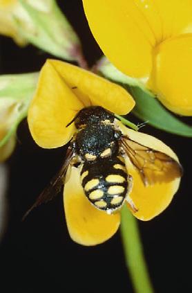 szervezetek: A faliméhek nemzetségébe tartozó Osmia cornuta néhány száz nősténye elég ahhoz, hogy egy hektárnyi almafát vagy mandulafát beporozzon, míg ugyanehhez házi méhből több