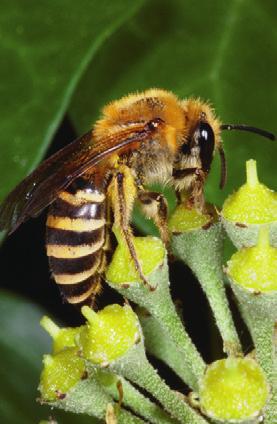 A kultúrnövények megtermékenyülése és terméskötődése úgy tűnik, hogy javul azzal párhuzamosan, ahogy növekszik a viráglátogató méhfajok diverzitása.