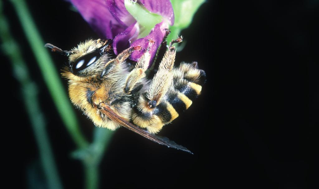 Speciális igényű fajok A virágzó fajok diverzitása jelentős hatással van a vadon élő méhekre, mivel a közép-európai fajok majdnem fele kizárólag egyetlen nemzetség vagy család növényeiről gyűjt