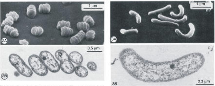 Biológiai folyamatok Nitrifikációban résztvevő organizmusok Ammónia-oxidálók: b-és g-proteobacteria, változatos