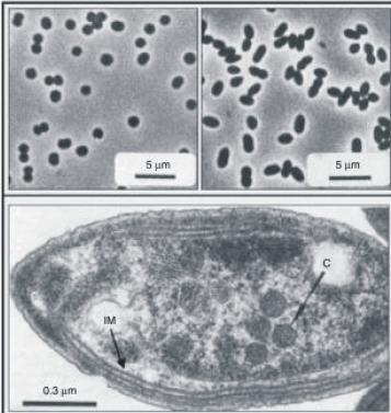 (b), Nitrosospira sp.(b), Nitrosovibrio sp. (b), Nitrosomonas sp.