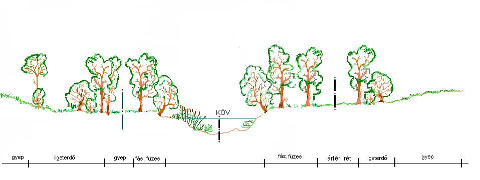 1-1.melléklet: Vízfolyások referencia jellemzinek típusonkénti leírása A fás parti zóna meghatározó fái elssorban a füzek, de a cserjeszint már nagyon változatos lehet, fleg az ártér felli oldalon.