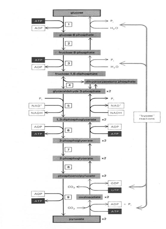 A glikolízis reakciói Alberts et al.