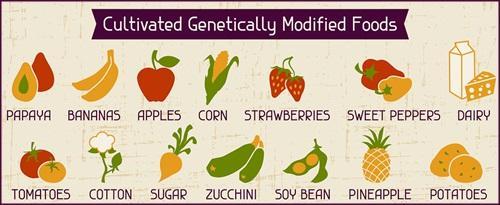 GMO Genetikailag Módosított