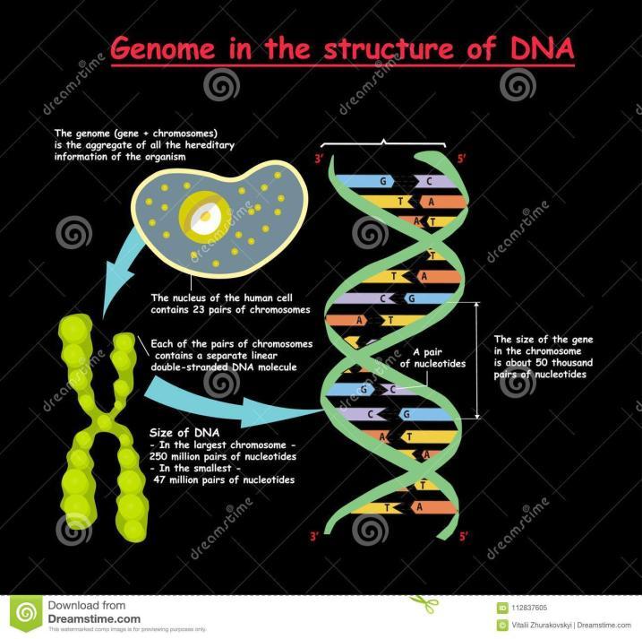 Genetika, genomika GENETIKA 1 gént, genetikai