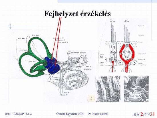 A neurális hálózatok