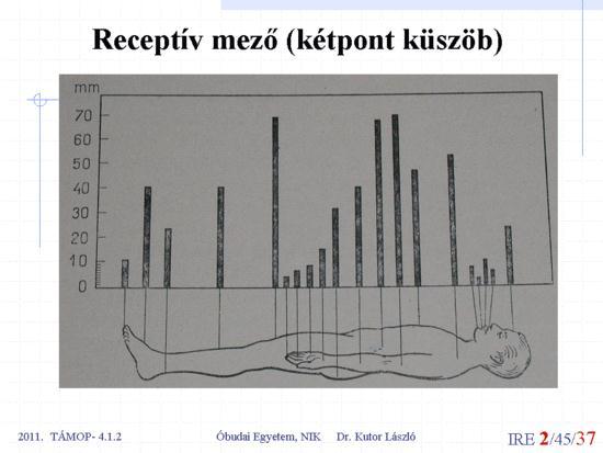 A neurális hálózatok