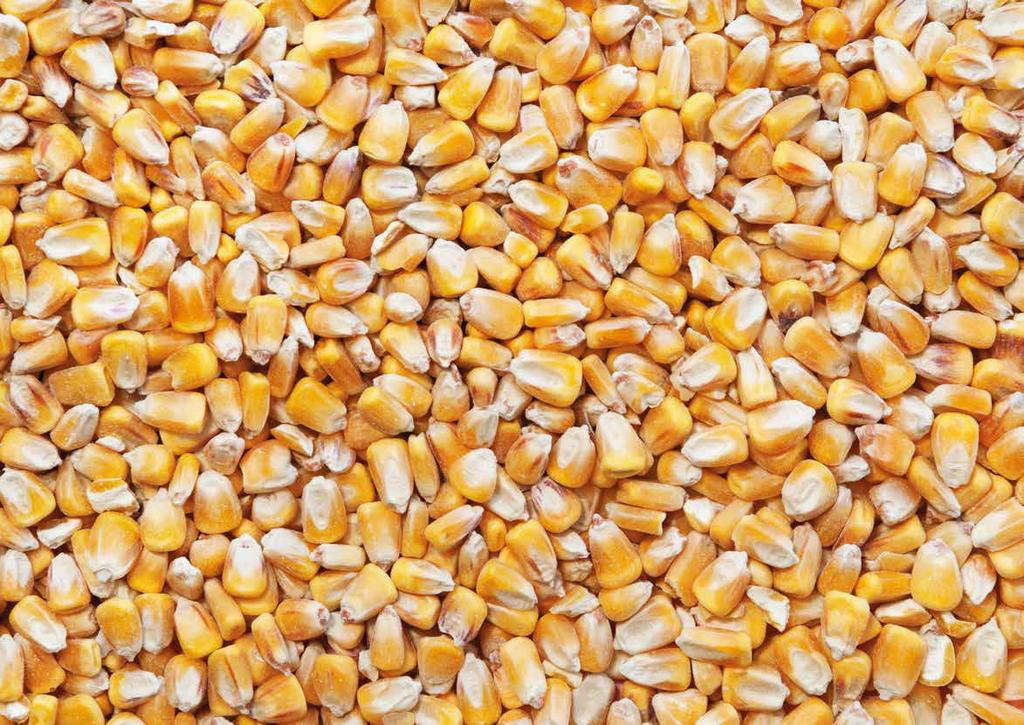 kukoricatechnológia 2018 Kwizda kukorica-alaptechnológia Starterezés és biomegoldások Rovarölés Pre és korai poszt gyomirtási