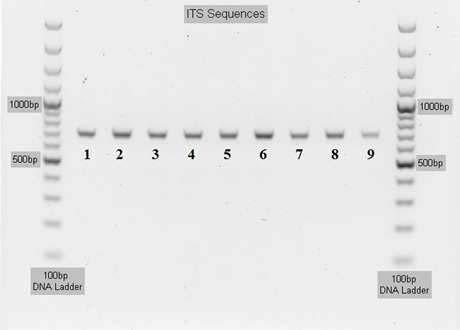 illetve Druzhinina és Kubicek (2005) Trichoderma fajoknál bizonyították. Filogenetikai vizsgálatunkhoz a tef1 gén nagy intronját tartalmazó fragmentumát választottuk.