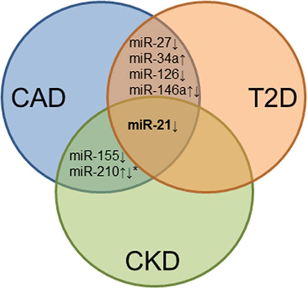 DIABETES MELLITUS (3) Az endotél