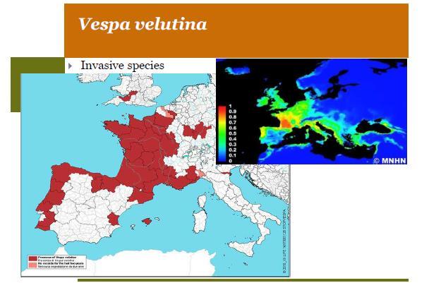 Méhbetegségek elleni küzdelem Ázsiai lódarázs Varroa-atka Ázsiai lódarázs Kis kaptárbogár Nyúlós költésrothadás