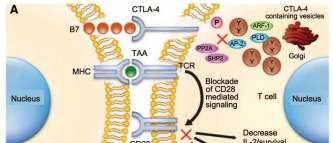 CTLA -4 gátlók hatásmechanizmusa (A): Antigenprezentáción keresztül a T sejtek
