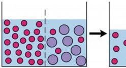 Listeria monocytogenes intracelluláris mozgása aktin polimerizációval Jv,be hajtóereje: oldószer koncentrációkülönbség Jv,ki hajtóereje: nyomáskülönbség Ozmotikus egyensúly: Ozmózis