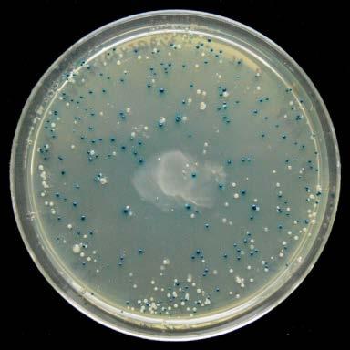 a túlnyúló adeninek és timinek között kettős hidrogénkötés jön létre (PALATINSZKY M. et al. 2011). 4.5.