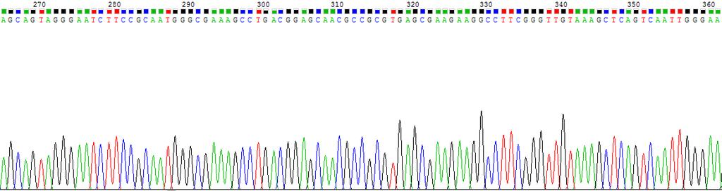 Local Alignment Search Tool) algoritmus, valamint az EzTaxon-e szerver (http://eztaxone.ezbiocloud.net/) segítségével ellenőriztem.