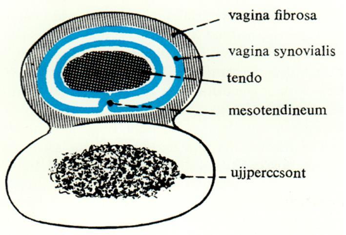 vannak behüvelyezve Zilles-Tillmann Az izmok nagy része inakkal tapad a vázrendszeren Ínhüvelyek (vagina