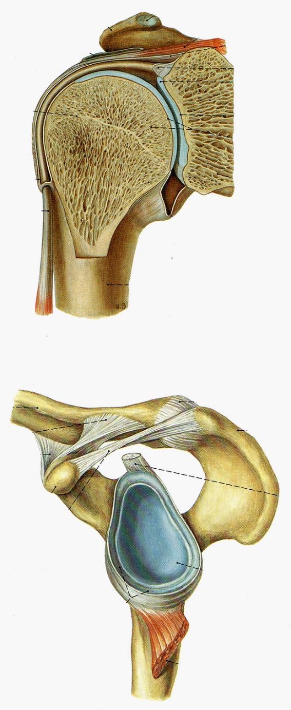 Vápa Yokochi Cavitas glenoidalis + Labrum