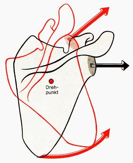 Mozgások Benninghoff A vállízület mozgástartománya rögzítetlen, teljesen szabad vállöv mellett Valamennyi