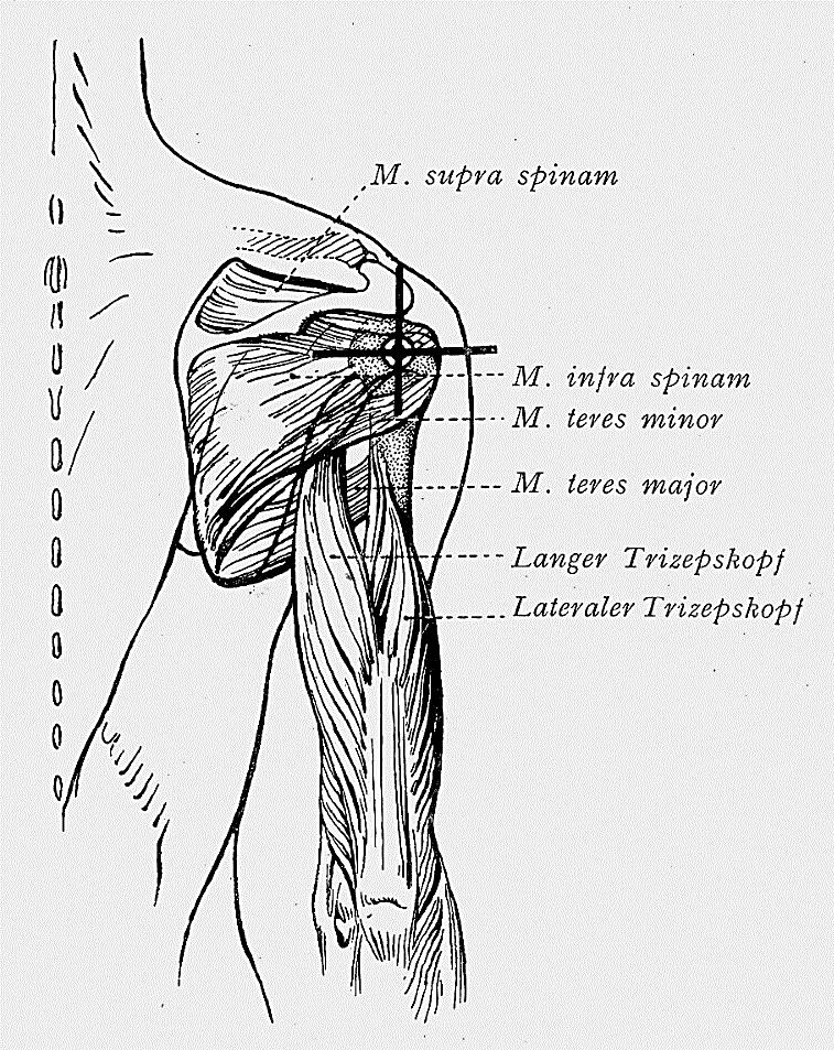 Mozgáspárok szerinti felosztásban: Izmok abductor izmok (sagittalis tengely körül): m. deltoideus (főleg pars acromialis), m. teres minor, m. supra- et infraspinatus, m. trapezius (felső része), m.