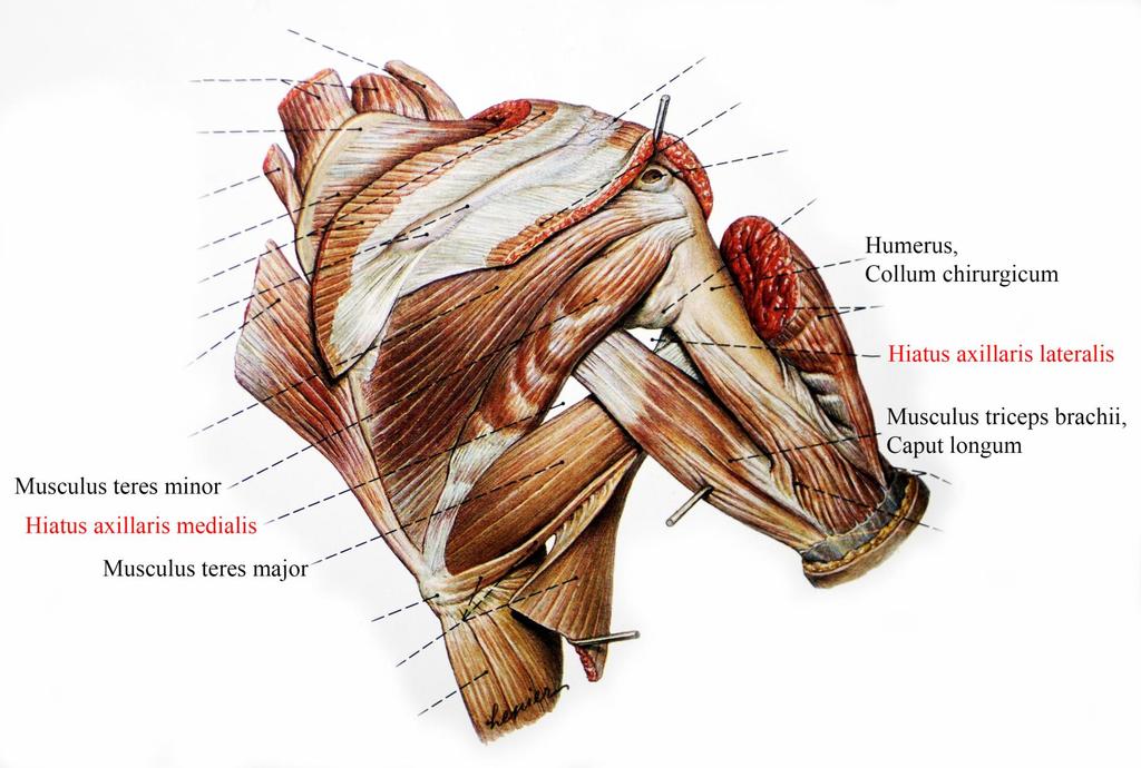 Medialis és lateralis hónaljrés (Hiatus