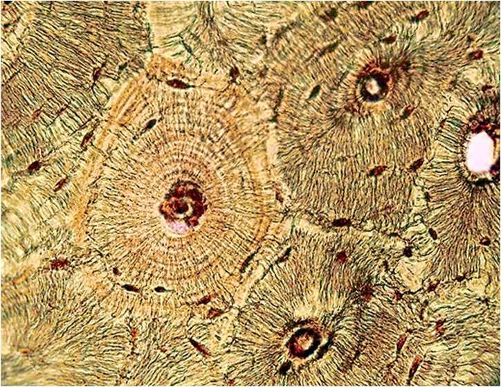 P) transzkripció R) hidrogén kötés S) kovalens kötés T) transzláció U) triplet V) örökítő anyag A DNS analízis