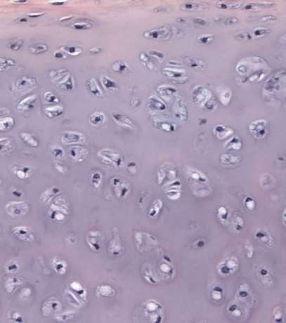 . 2. A sejtek kettes-hármas csoportokban találhatók.. 3. Sokféle alakú sejtet tartalmaz.. 4.