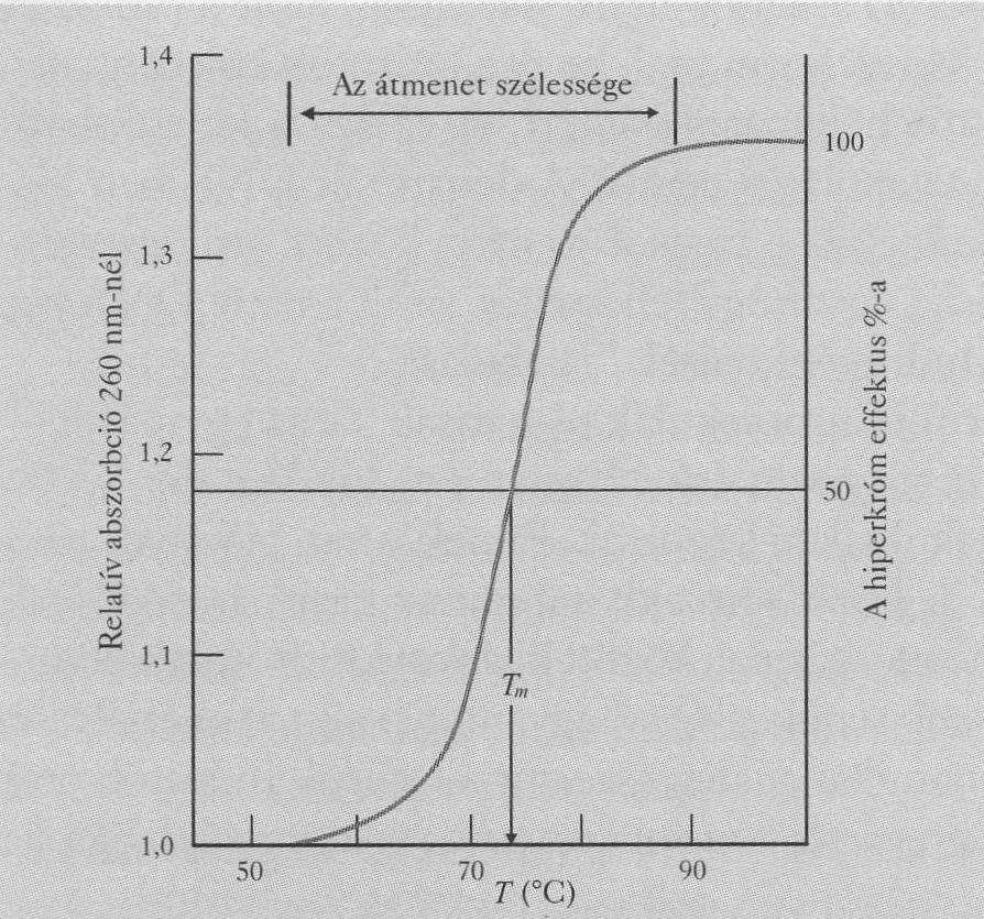 Denaturáció / renaturáció = hibridizáció DS UV spektruma Denaturált A 260 nm-en atív