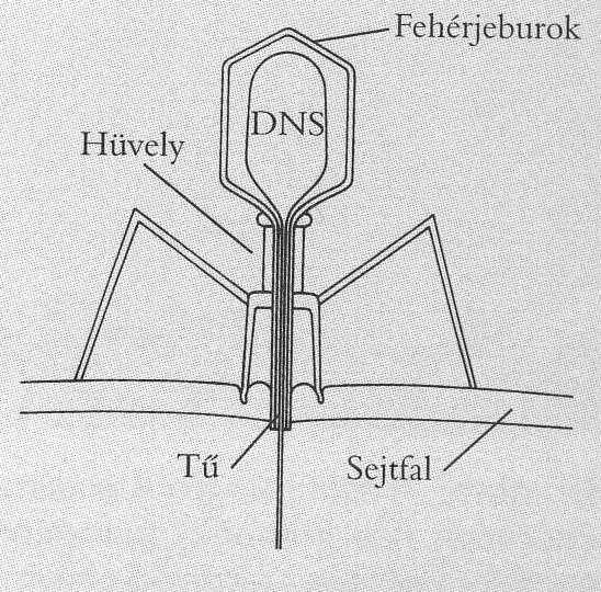 A fehérje vagy a DS az örökítőanyag? II. ershey-chase kísérlet 1952. Előzmény: Kísérlet: Eredmény: 1951. R.