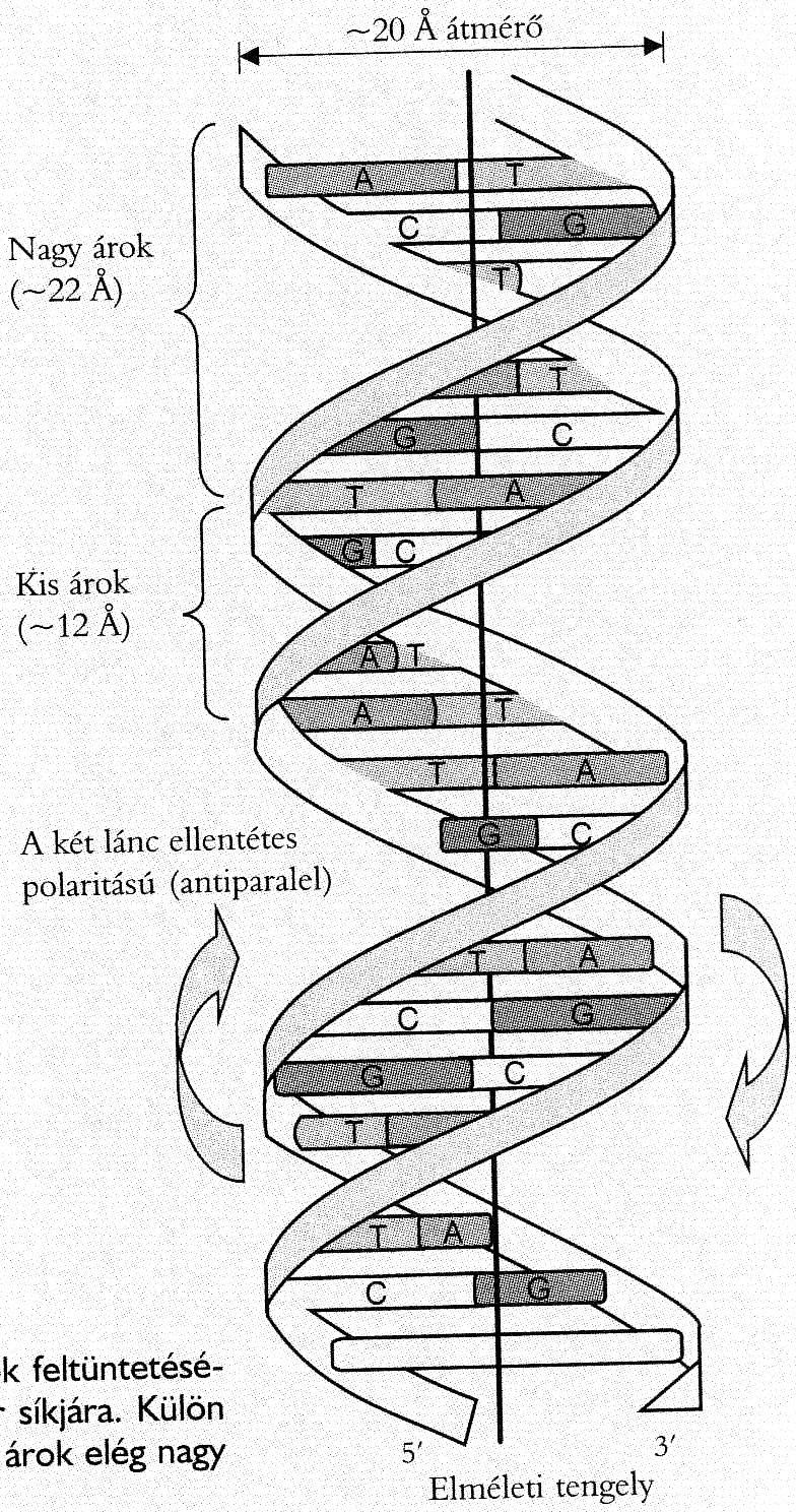 A B-DS szerkezete 1953. J. Watson és F.