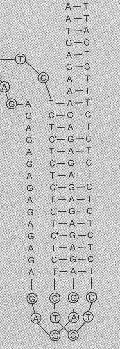 T-A-T és protonált C*-G-C T C A T C quadruplex-ds: