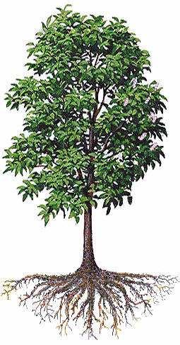 A fa felépítése A fa részei: gyökér (12-25%), törzs (55-90%), korona (5-20%) Dendromassza, fitomassza Max.