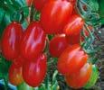 Fóliás termesztésre, egy és két száron is 0-2 bogyó fürtönként, kiemelkedűen szép szín.